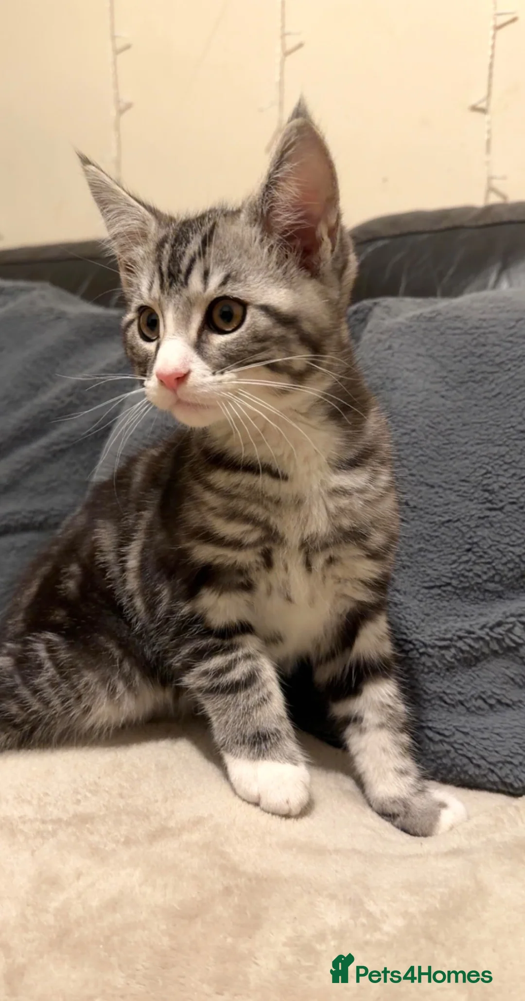 Maine Coon cats for sale: Maine Coon Kittens 🦁🐾 - Advert 2