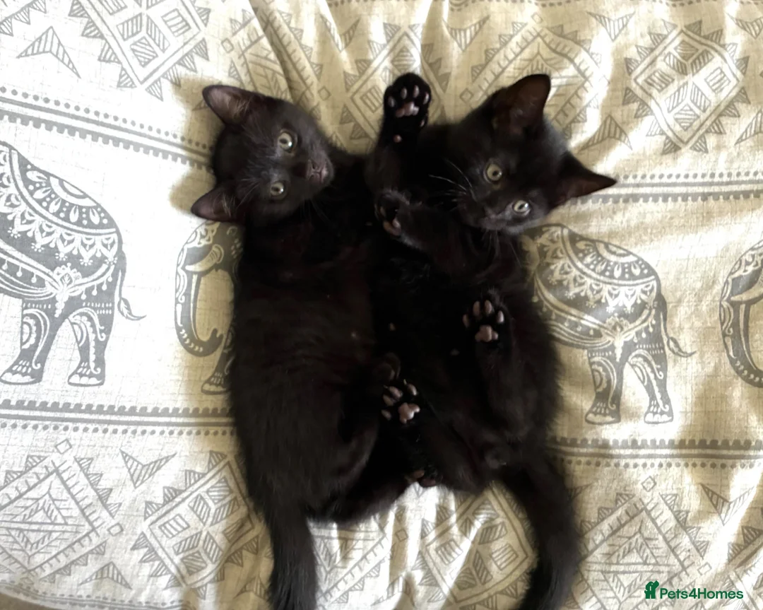British Shorthair cats for sale: 2 x all black male kittens in Crawley - Advert 2