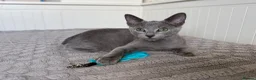 Russian Blue cats for sale: Russian Blue Boy - Advert 6