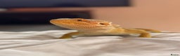 Bearded Dragon reptiles for sale: Winston the bearded dragon - Advert 4