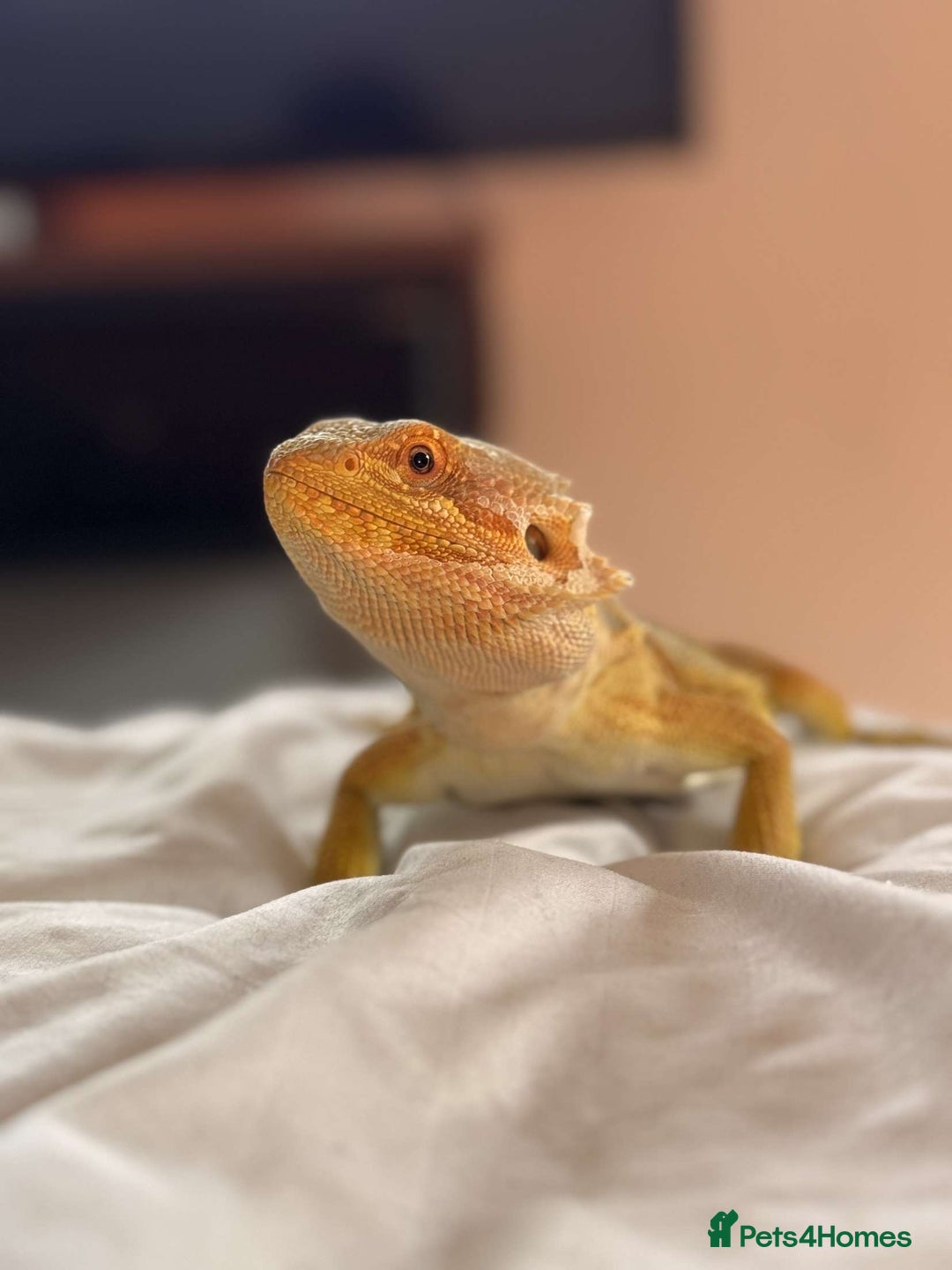 Bearded Dragon reptiles for sale: Winston the bearded dragon - Advert 4