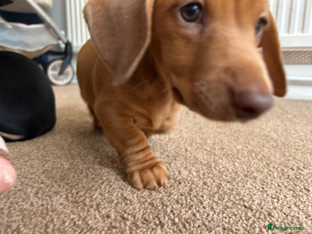 Miniature Dachshund dogs for sale: Miniature Dachshund Pups  in Banbury - Image 7