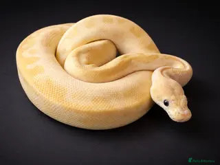 Python Snake reptiles £50 TODAY ONLY!!! Ball Pythons Available - - Advert 18