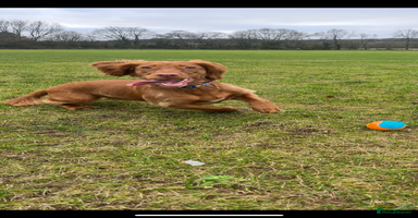 Cocker Spaniel dogs Working cocker spaniel pups 6 boys 2 girls  - Advert 8
