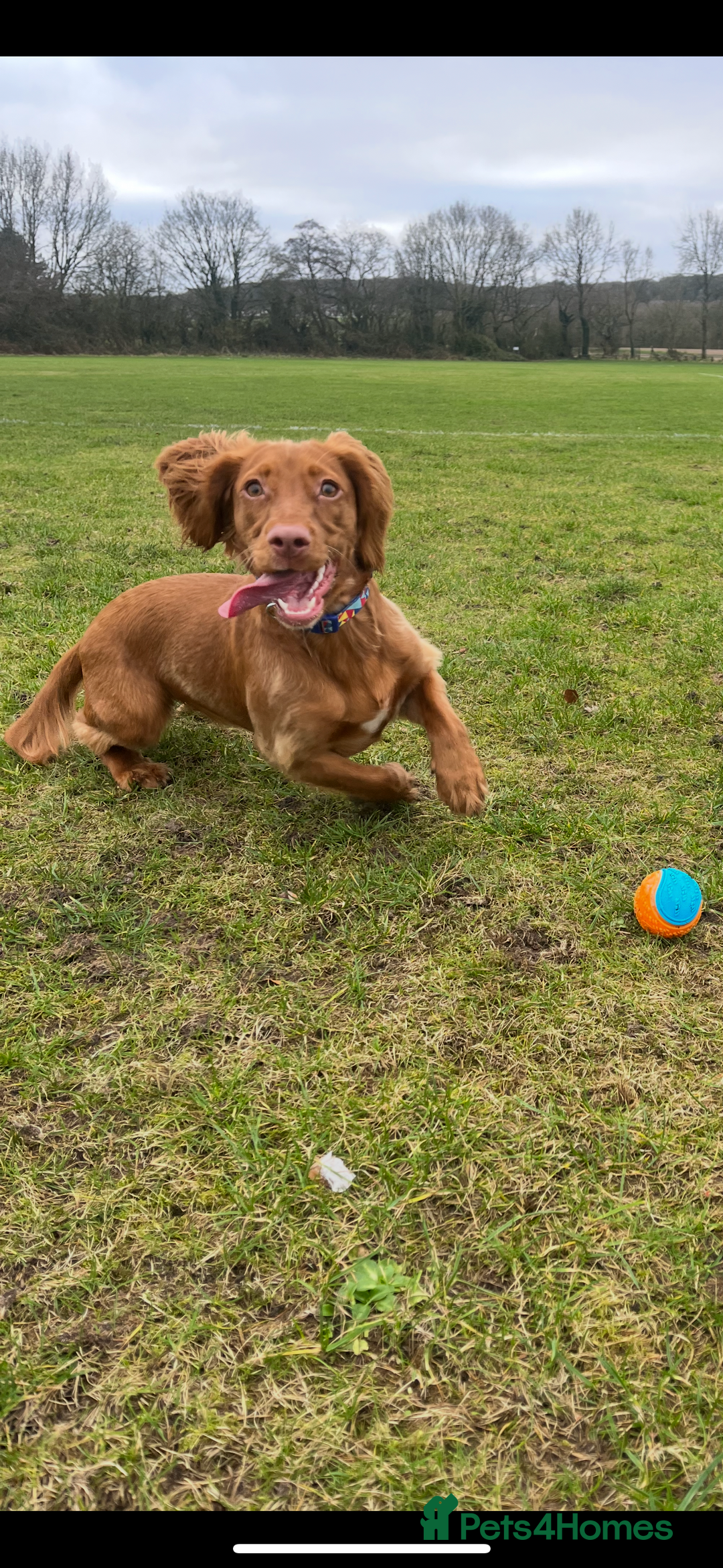 Cocker Spaniel dogs for sale: Working cocker spaniel pups due on 19th November - Image 4