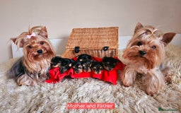 Yorkshire Terrier dogs for sale: True Miniature Yorkshire Terrier Puppies  - Advert 1