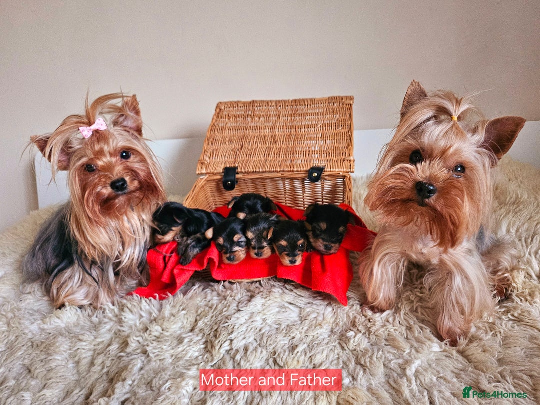 Yorkshire Terrier dogs for sale: True Miniature Yorkshire Terrier Puppies  - Advert 1