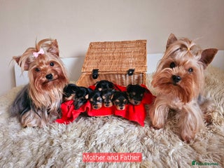 Yorkshire Terrier dogs True Miniature Yorkshire Terrier Puppies - Advert 2