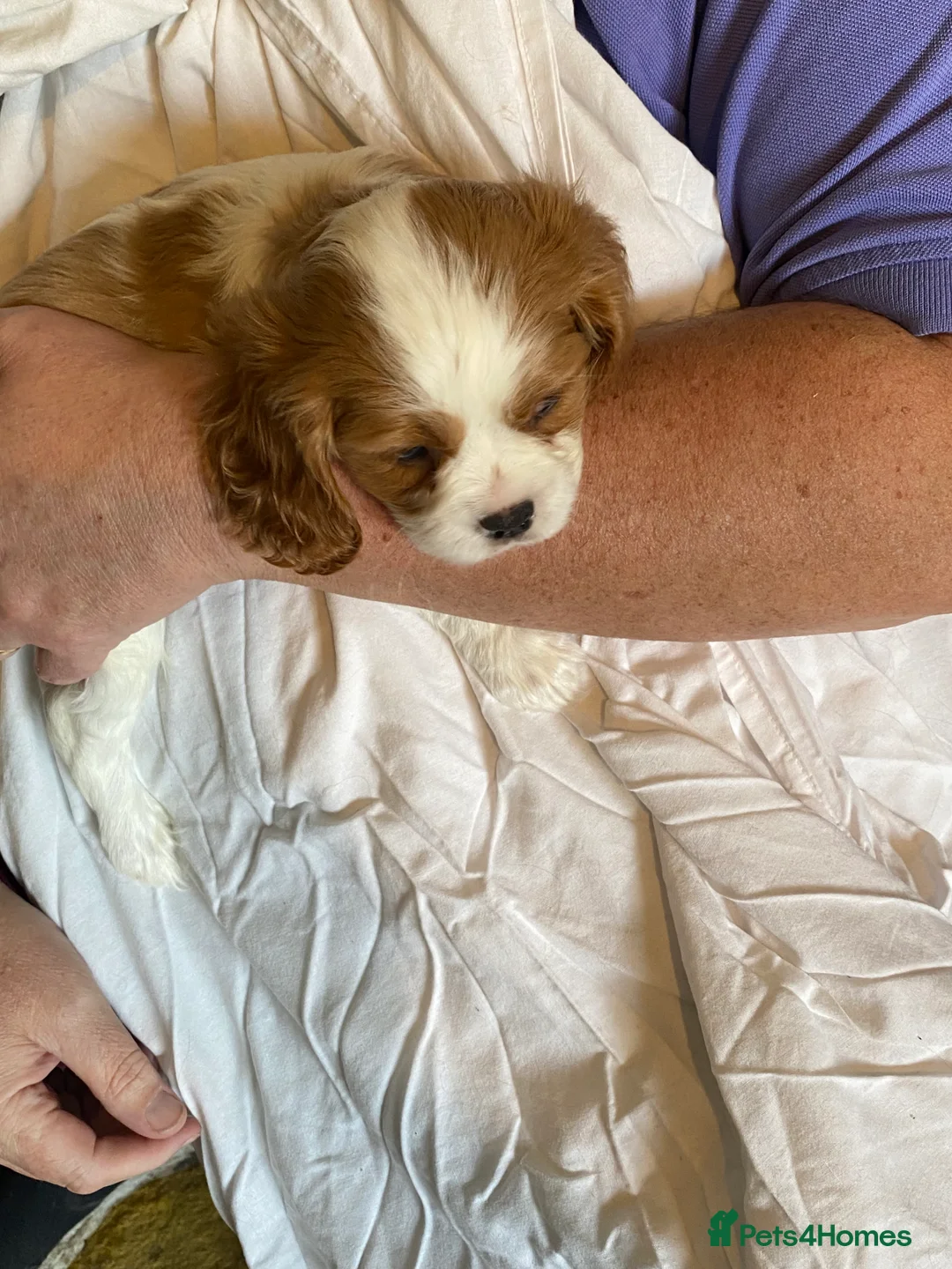 Cavalier King Charles Spaniel dogs for sale: Beautiful Cavalier King Charles Spaniel puppies - Advert 2