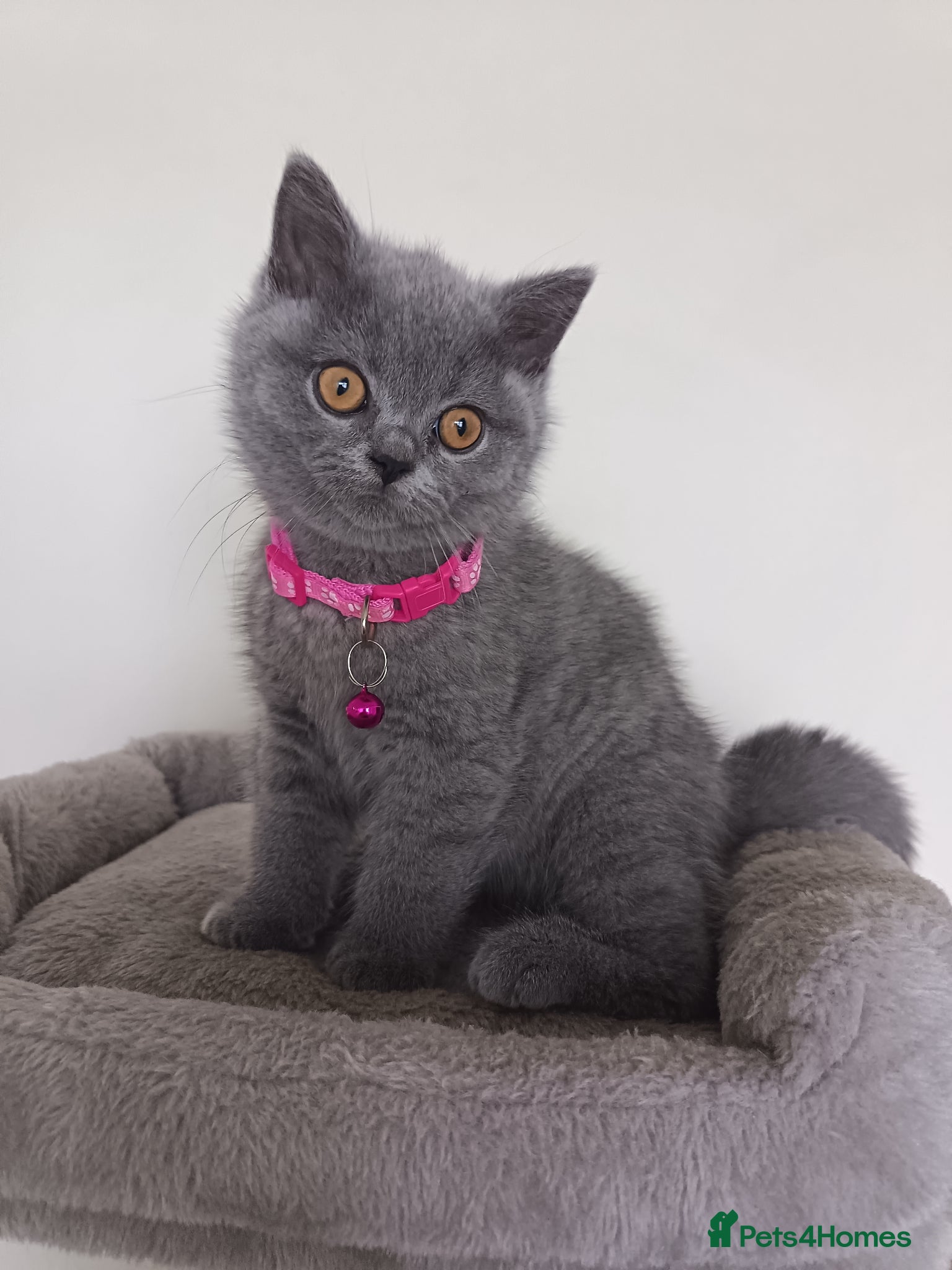 British Shorthair cats Gccf registered blue BSH kittens - Advert 15