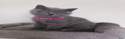 British Shorthair cats for sale: Ready to go. Gccf registered blue BSH kittens - Advert 6