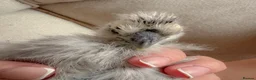Chickens poultry for sale: Two UNSEXED fluffy hand reared silkies for sale!  - Advert 7