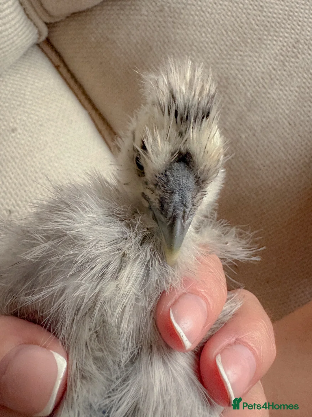 Chickens poultry for sale: Two UNSEXED fluffy hand reared silkies for sale!  - Advert 7
