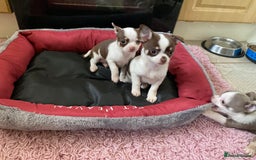 Chihuahua dogs for sale: Chihuahua Puppies For Sale - Advert 5