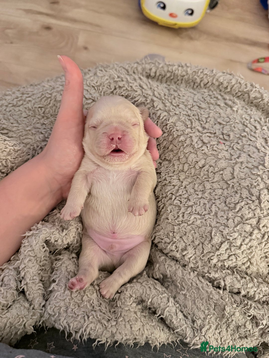 French Bulldog dogs for sale: 🔥Outstanding Quality Fluffy Frenchies🔥 - Advert 15