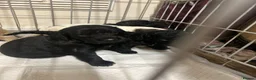 Cockapoo dogs for sale: ✨Beautiful toy cockapoo ✨ in Wrexham - Advert 18