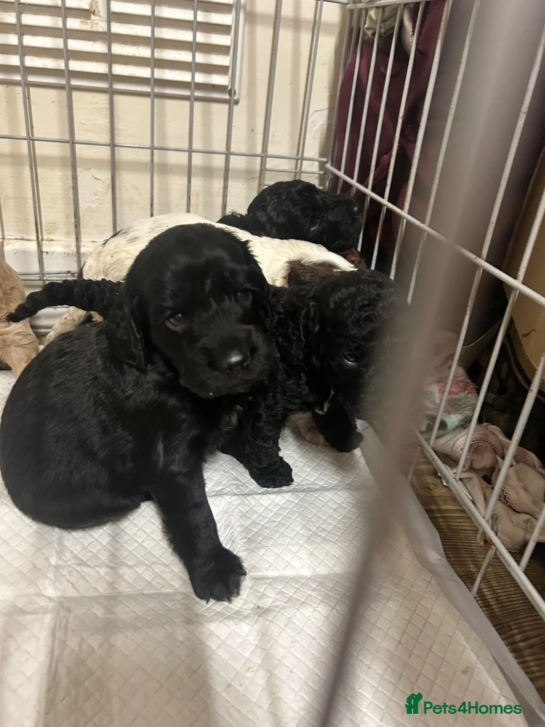 Cockapoo dogs for sale: ✨Beautiful toy cockapoo ✨ in Wrexham - Advert 18