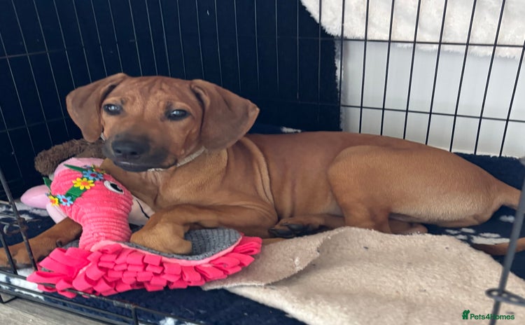 Rhodesian Ridgeback dogs - Advert 1