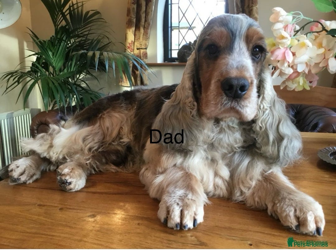 Cocker Spaniel dogs for sale: Show type Cocker spaniels - Image 6