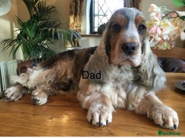 Cocker Spaniel dogs - Advert 9