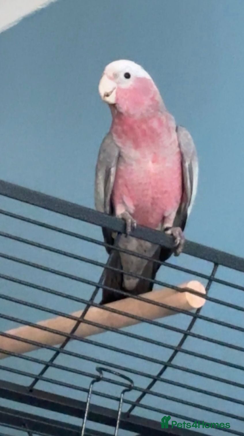 Cockatoo birds Akira - Advert 2