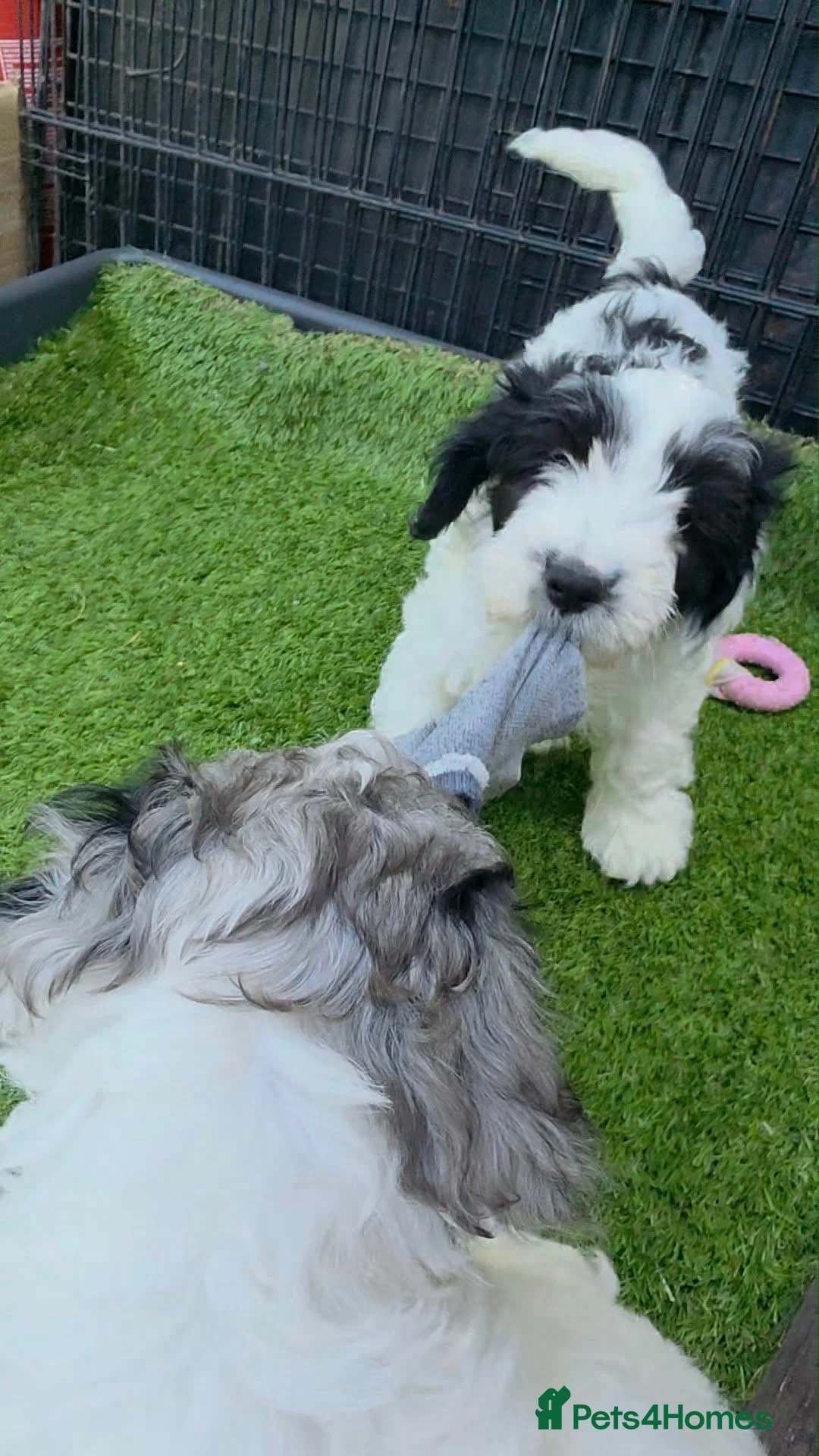 Cockapoo dogs for sale: Cockapoo puppies  - Advert 2