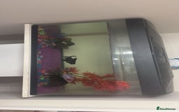 Goldfish fish for sale: black moor and other goldfish  - Image 2