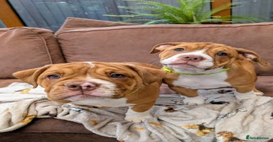 Olde English Bulldogge dogs - Advert 10