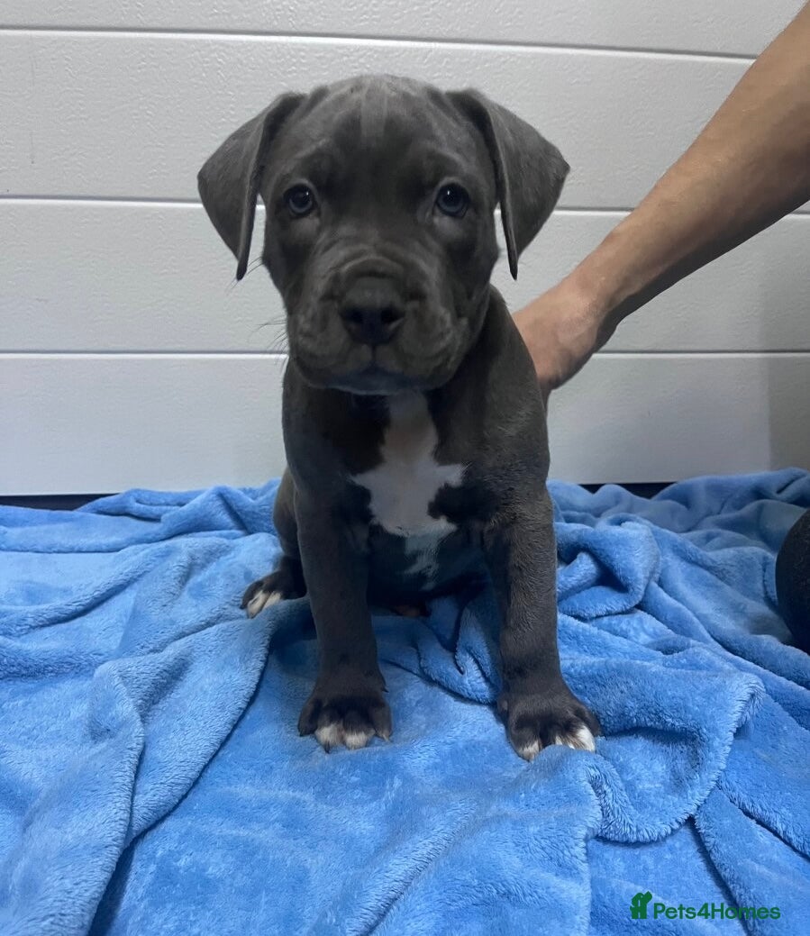 Staffordshire Bull Terrier dogs ❤️ Staffordshire beautiful puppies ❤️ - Advert 1