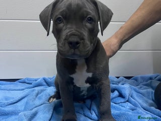 Staffordshire Bull Terrier dogs ❤️ Staffordshire beautiful puppies ❤️ - Advert 5