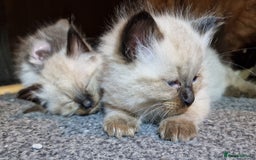 Ragdoll cats for sale: 4 ragdoll x ragamuffin fluffy kittens  - Image 7