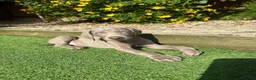 Weimaraner dogs for sale: Stunning pedigree pups-London, due on 24 July - Advert 11
