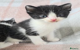 Maine Coon cats for sale: 💫Maine Coon Mix Family Raised Kittens💫 5*Reviews - Image 12