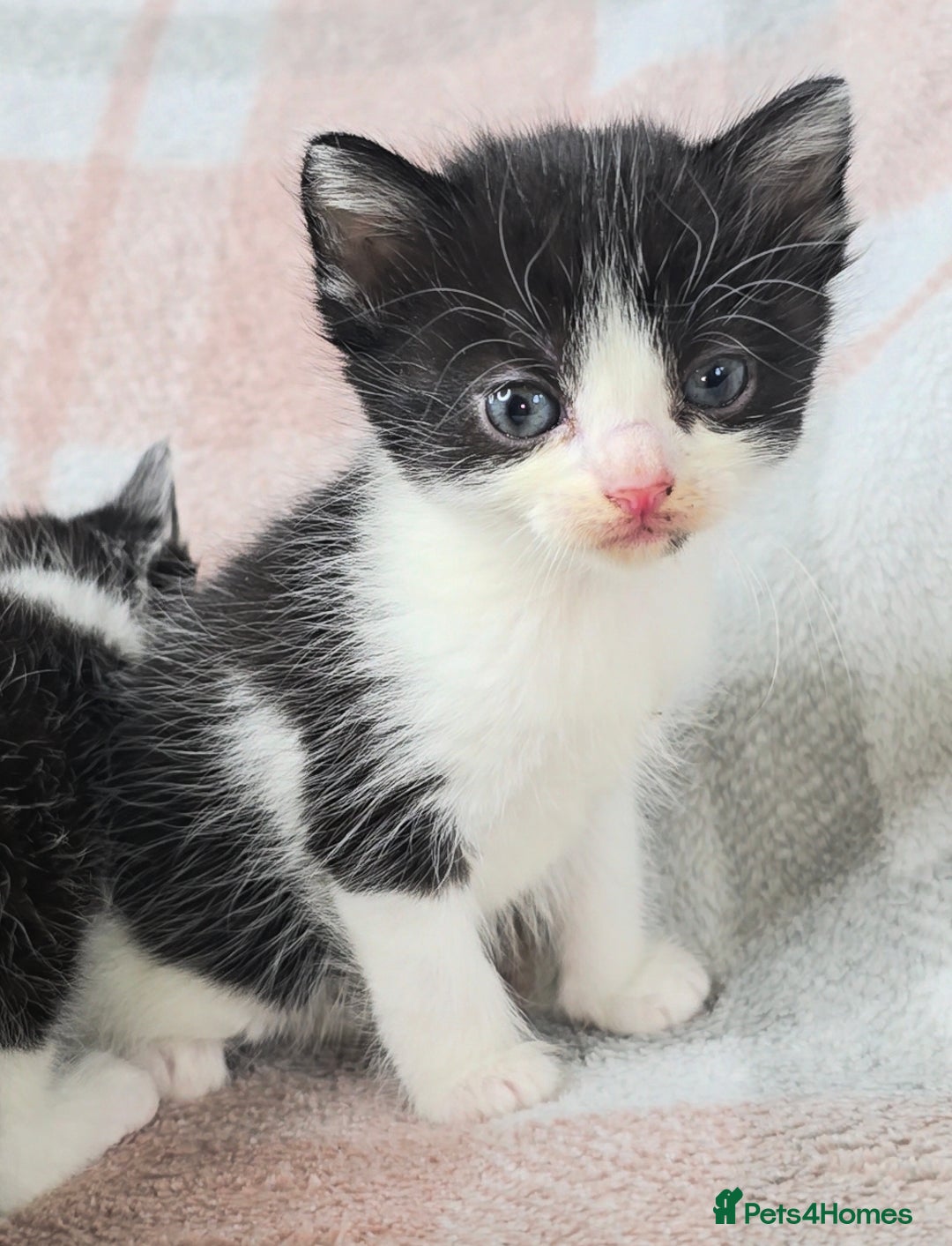Maine Coon cats for sale: 💫Maine Coon Mix Family Raised Kittens💫 5*Reviews - Image 12