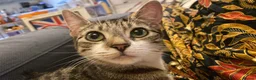 Mixed Breed cats for sale: Beautiful black & white kittens ready to go!  - Advert 15
