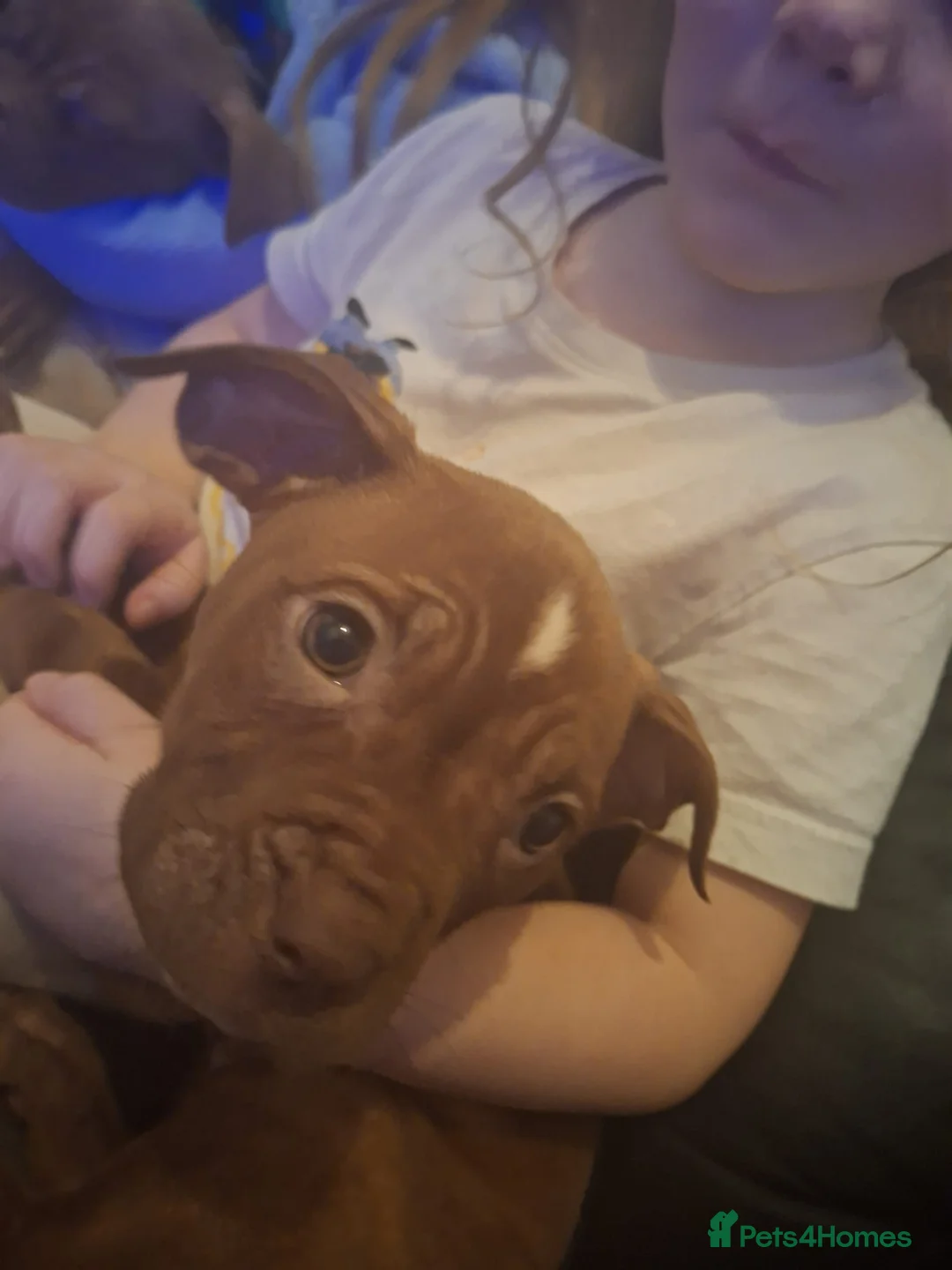 Mixed Breed dogs for sale: 2 female pups - Advert 1