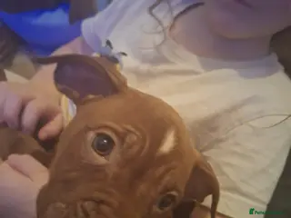 Mixed Breed dogs 2 female pups - Advert 1