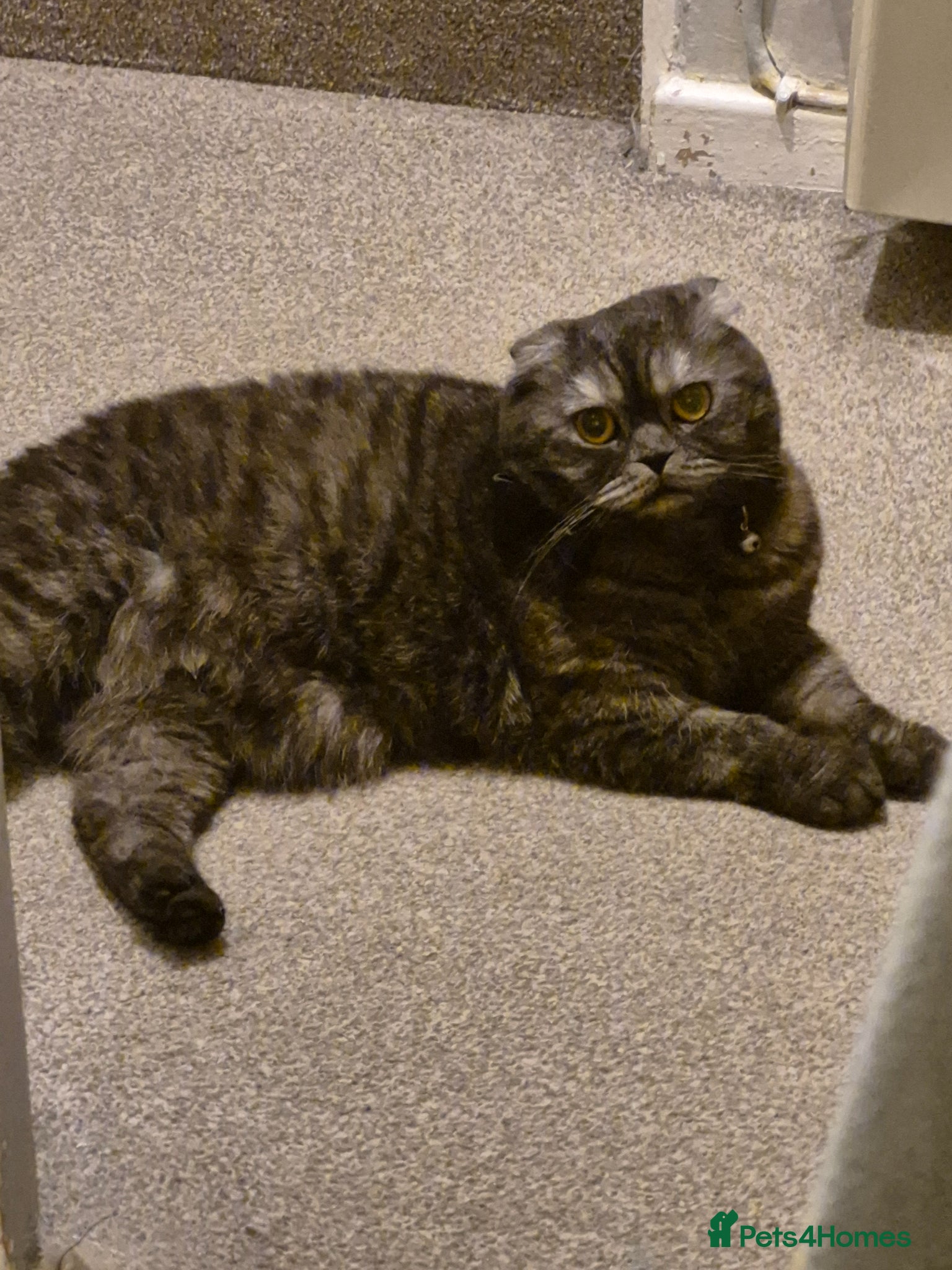 Scottish Fold cats for sale: Lava- beautiful Scottish fold  - Advert 4