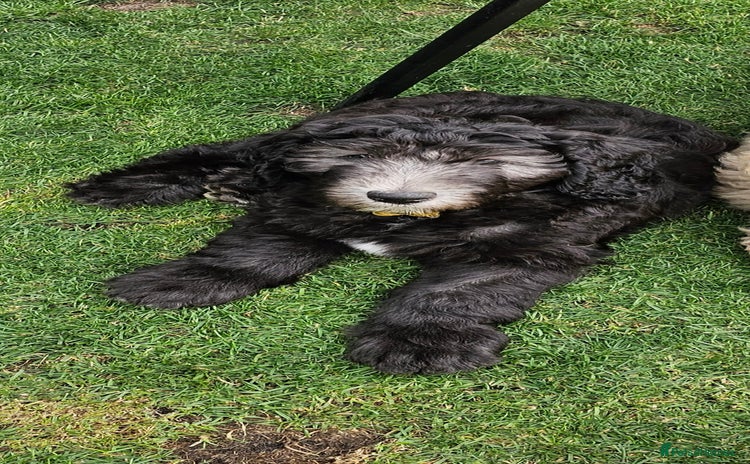Sheepadoodle dogs - Advert 1