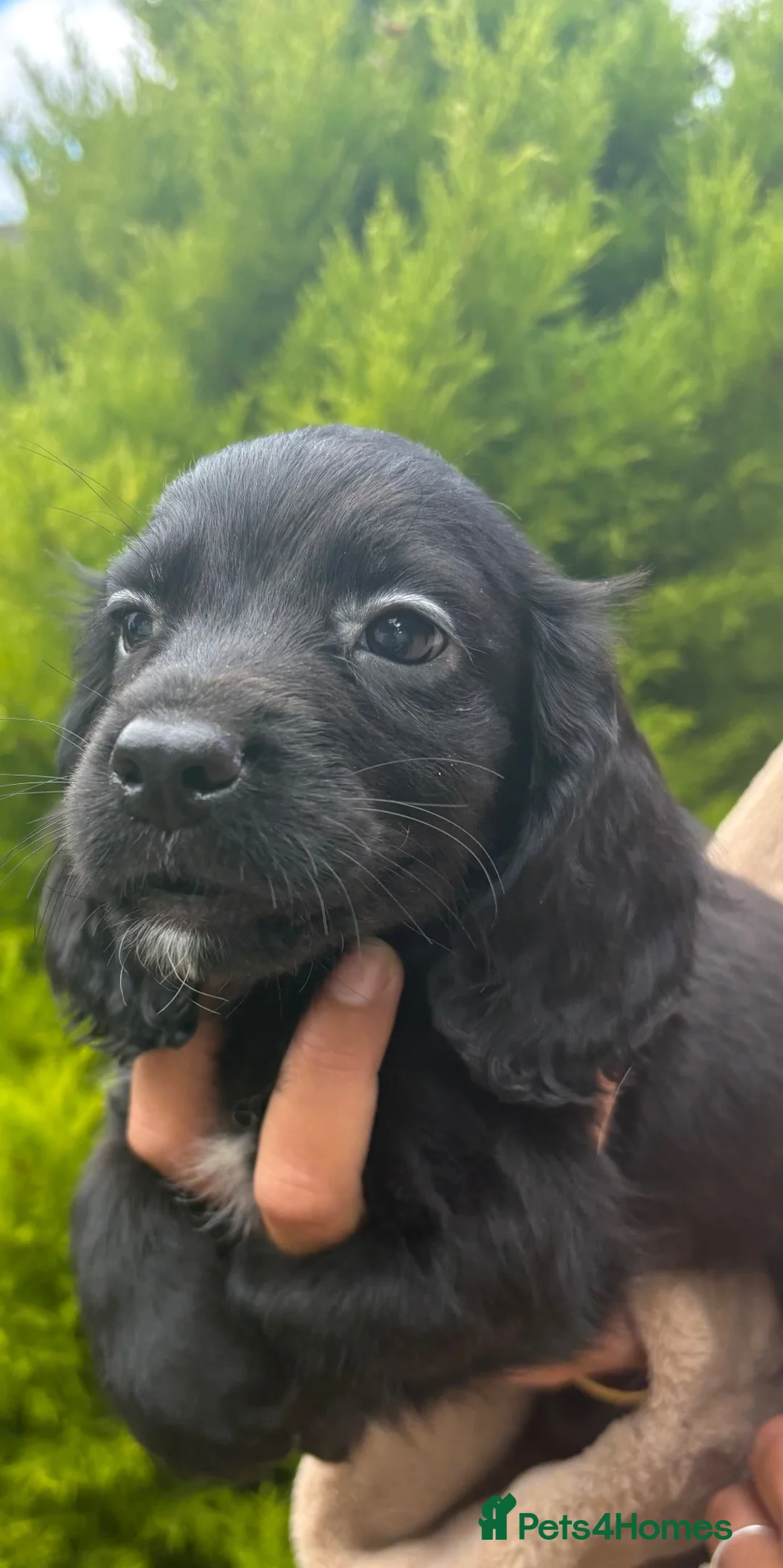 Sprocker dogs for sale: Beautiful F1 Sprocker Puppies  - Advert 38