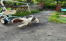 Mixed Breed dogs for sale: 🐾Cocker-Pie (Mini Hippo)s🐾 - Image 32