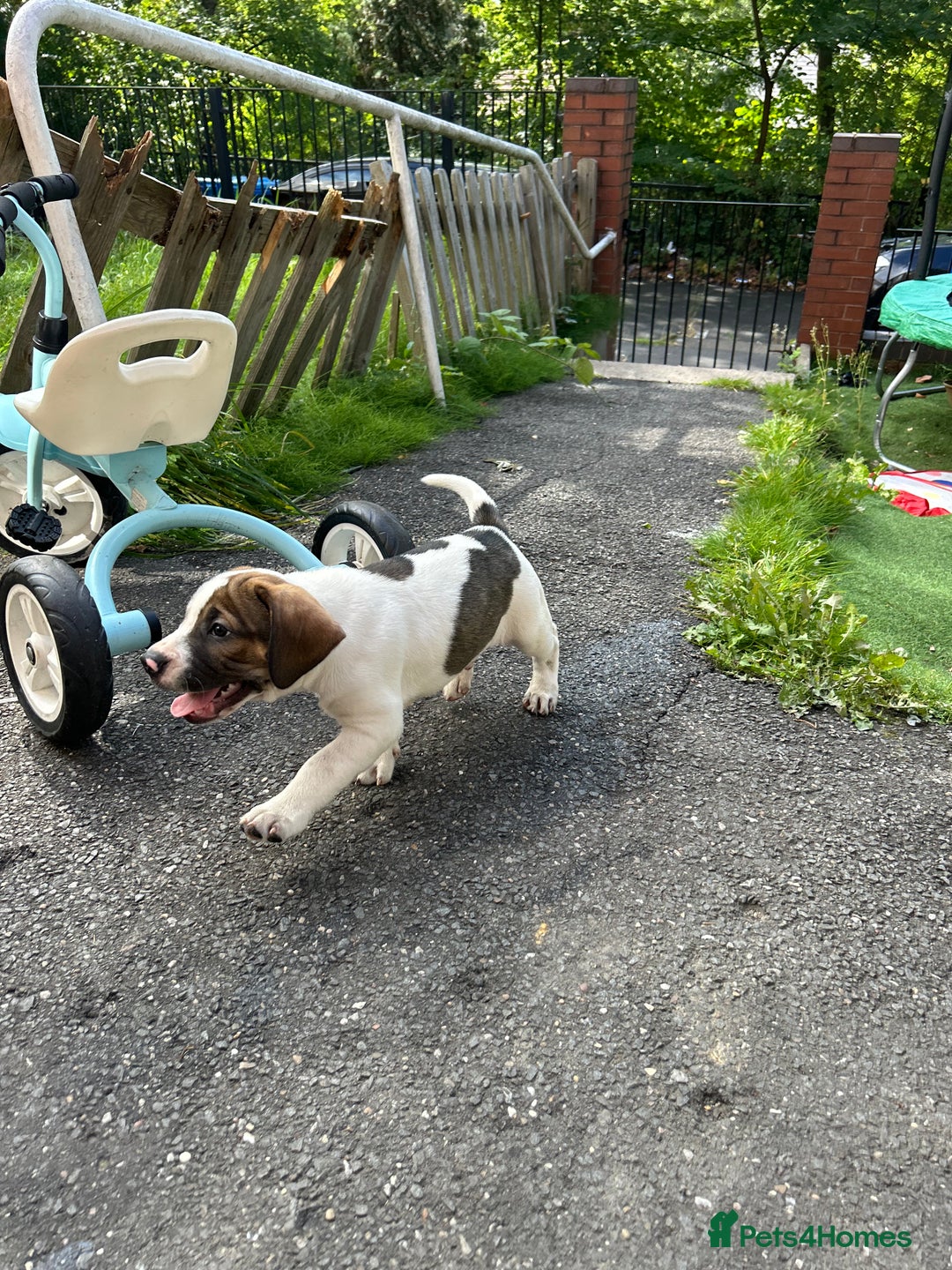 Mixed Breed dogs for sale: 🐾Cocker-Pie (Mini Hippo)s🐾 - Image 32