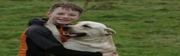 Mixed Breed dogs for sale: German Shorter x Labrador Pups - Advert 3
