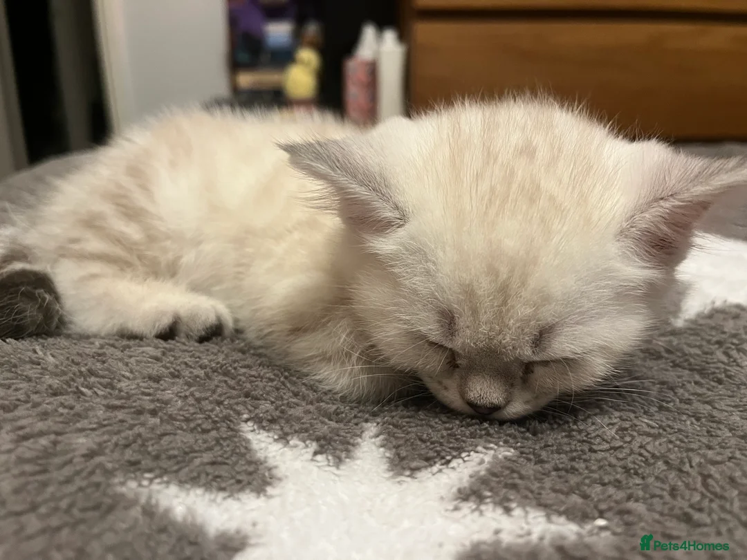 British Shorthair cats for sale: A beautiful kittens British shorthair  - Advert 17