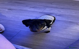 Dachshund dogs for sale: Dachshund  - Image 5