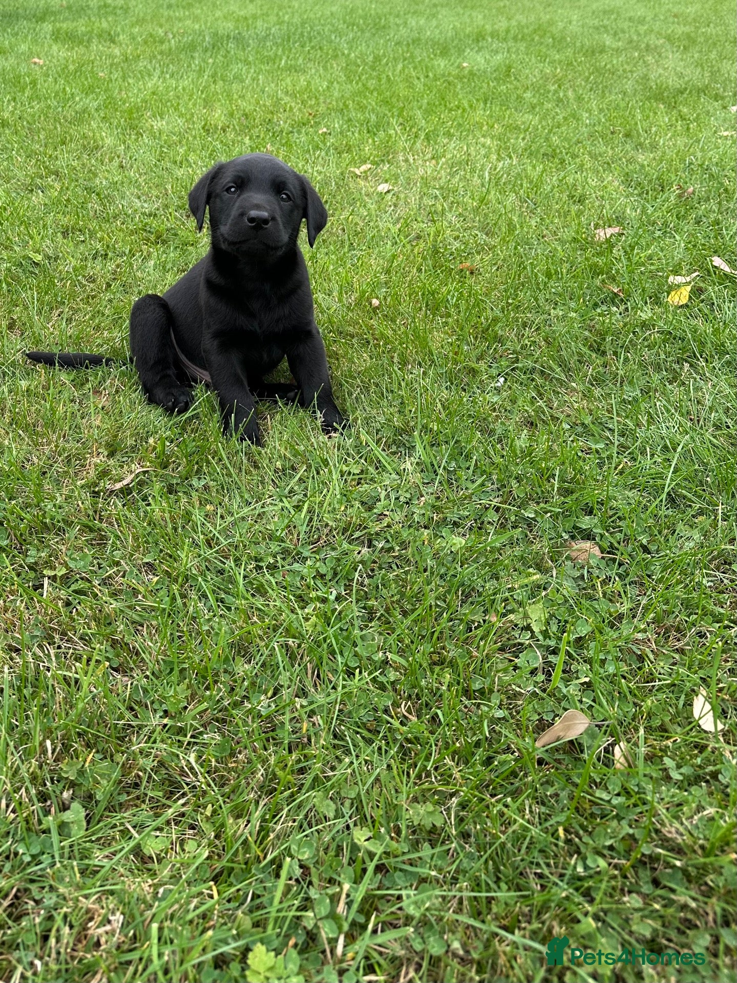 Labrador Retriever dogs Gorgeous KC Labrador Puppies - Advert 1