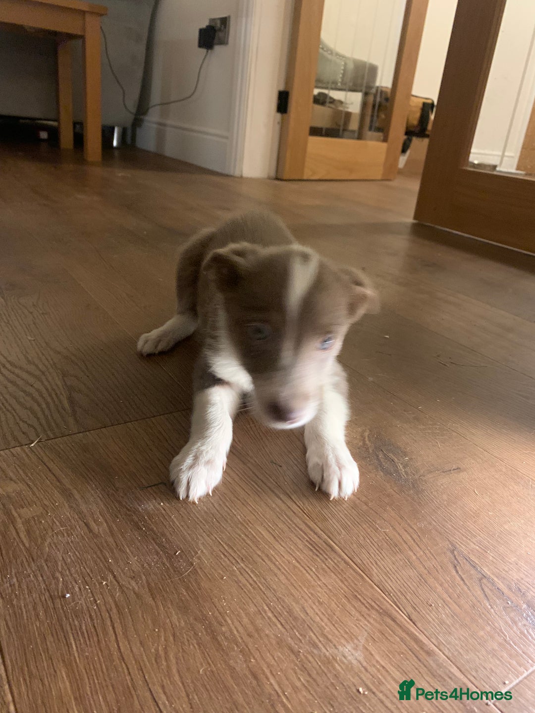 Border Collie dogs for sale: Lilac border collie puppy - Advert 7