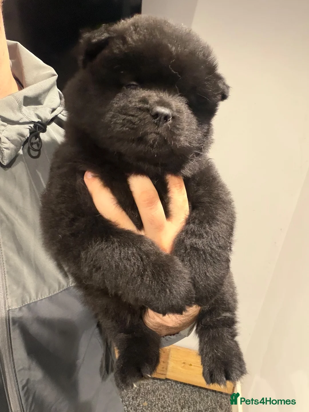 Chow Chow dogs for sale: Chow Chow Puppies  - Advert 6