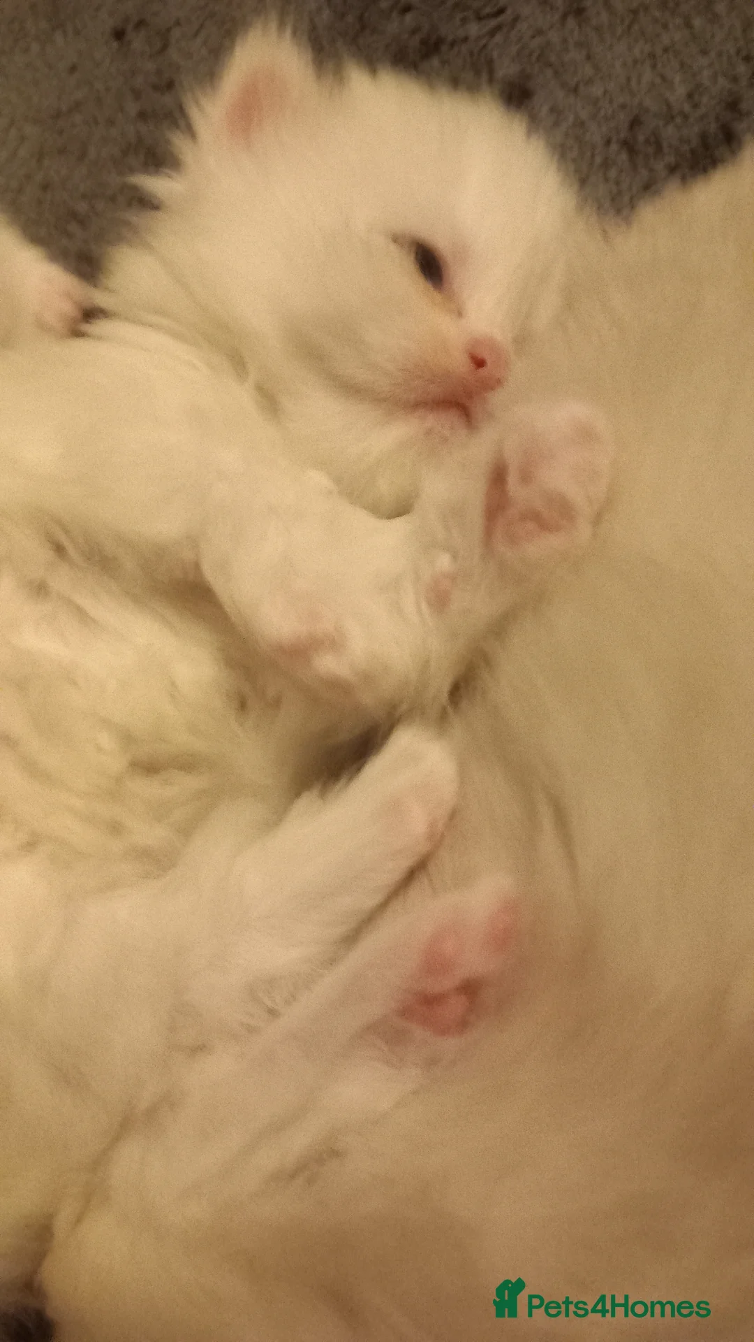 Persian cats for sale: Miniature persian, breeding female short leg  - Advert 13