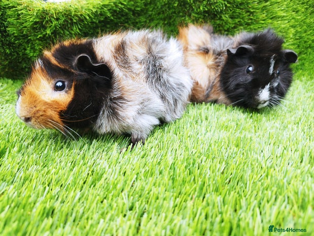 Guinea Pig rodents - Advert 12